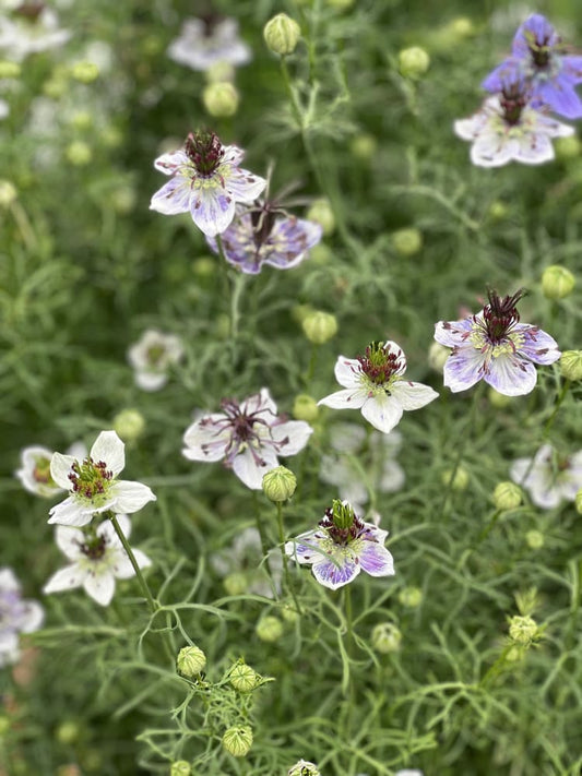 Nigella papillosa Delft Blue therapyofflowers.com