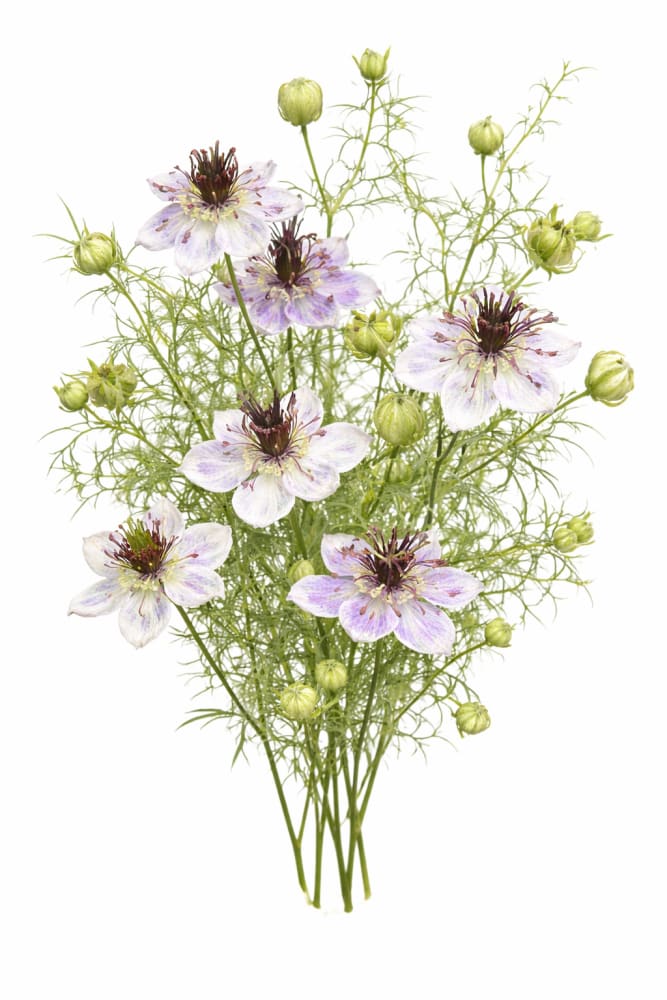 Nigella papillosa Delft Blue | Spanish Love in a Mist - 0.5 gram / 70 cm - seeds