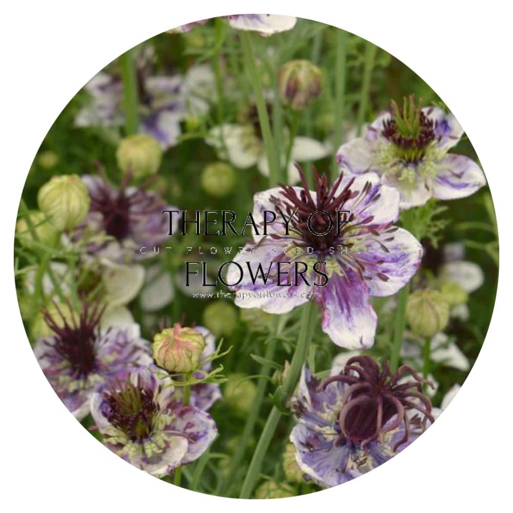 Nigella papillosa Delft Blue