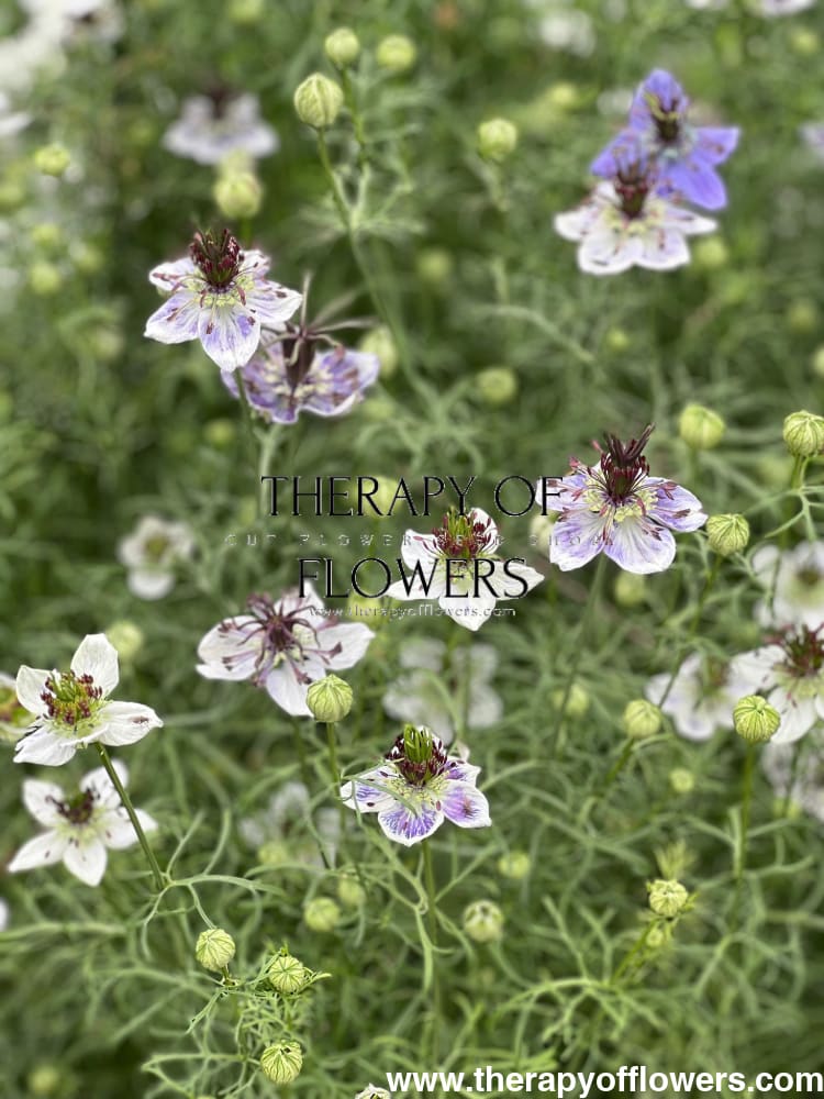 Nigella papillosa Delft Blue therapyofflowers.com