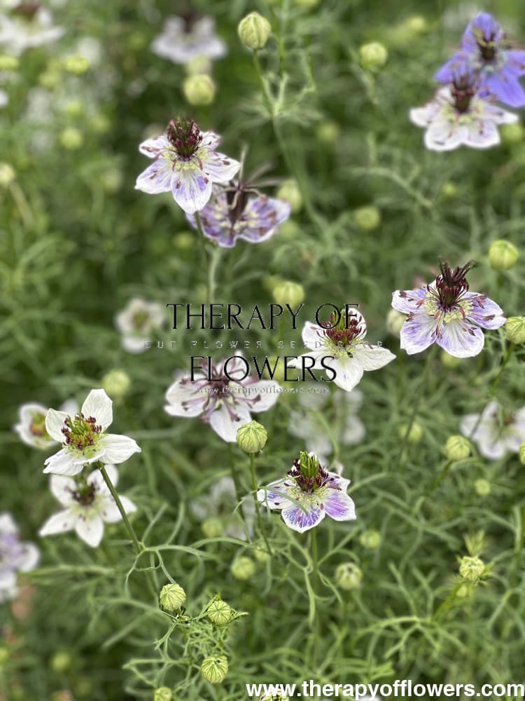 Nigella papillosa Delft Blue therapyofflowers.com