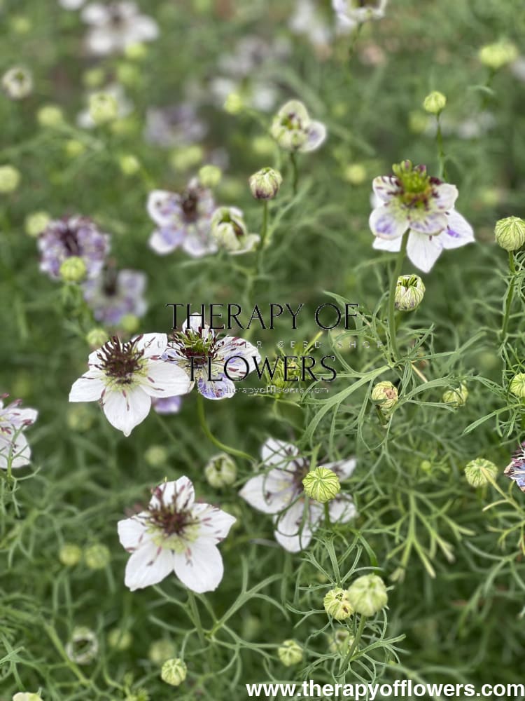 Nigella papillosa Delft Blue therapyofflowers.com