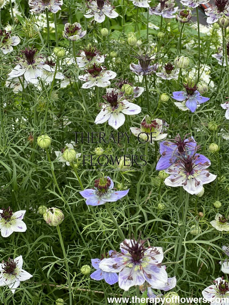 Nigella papillosa Delft Blue therapyofflowers.com