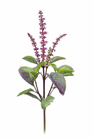1000 Semi Di Basilico Sacro - Ocimum Tenuiflorum Tulsi - Albahaca Sagrada
