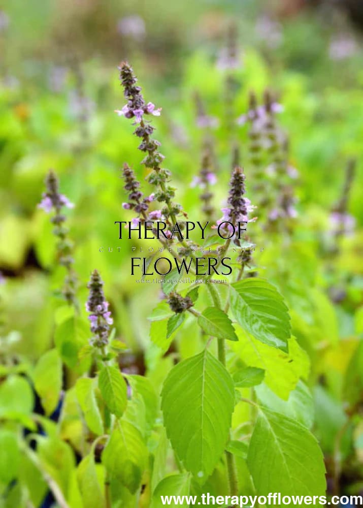 Ocimum tenuiflorum | Basilica Red | Holy Basil therapyofflowers.com