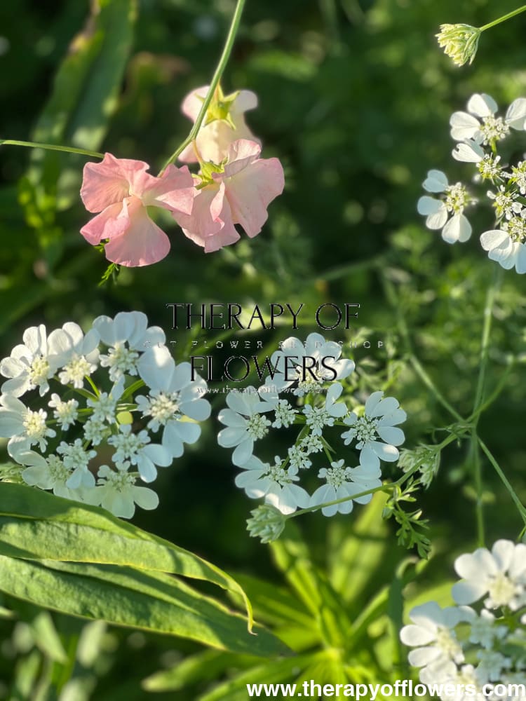 Orlaya grandiflora White Lace | Elegant Filler flower therapyofflowers.com