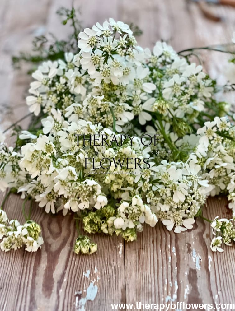 Orlaya grandiflora White Lace | Elegant Filler flower therapyofflowers.com