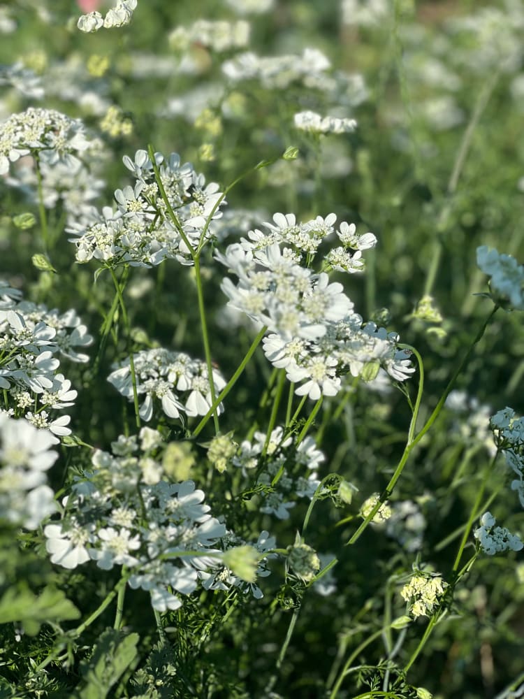 Orlaya grandiflora White Lace | Elegant Filler flower therapyofflowers.com