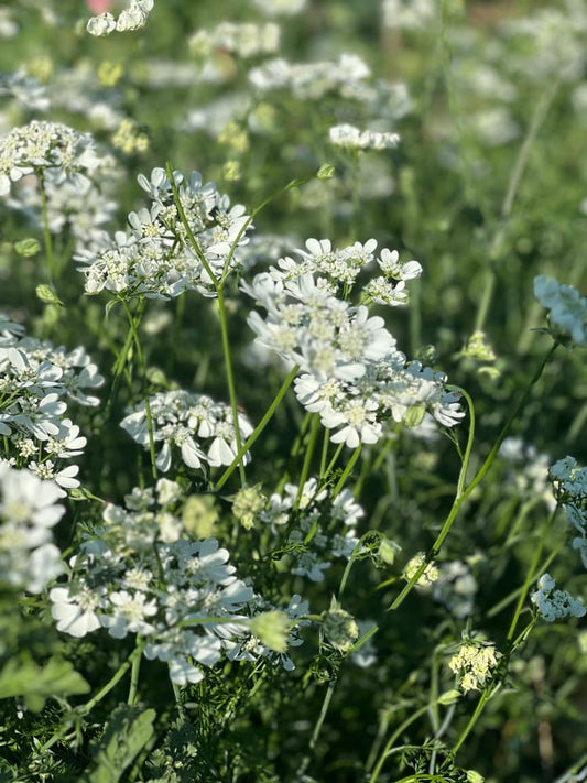 Orlaya grandiflora White Lace | Elegant Filler flower therapyofflowers.com