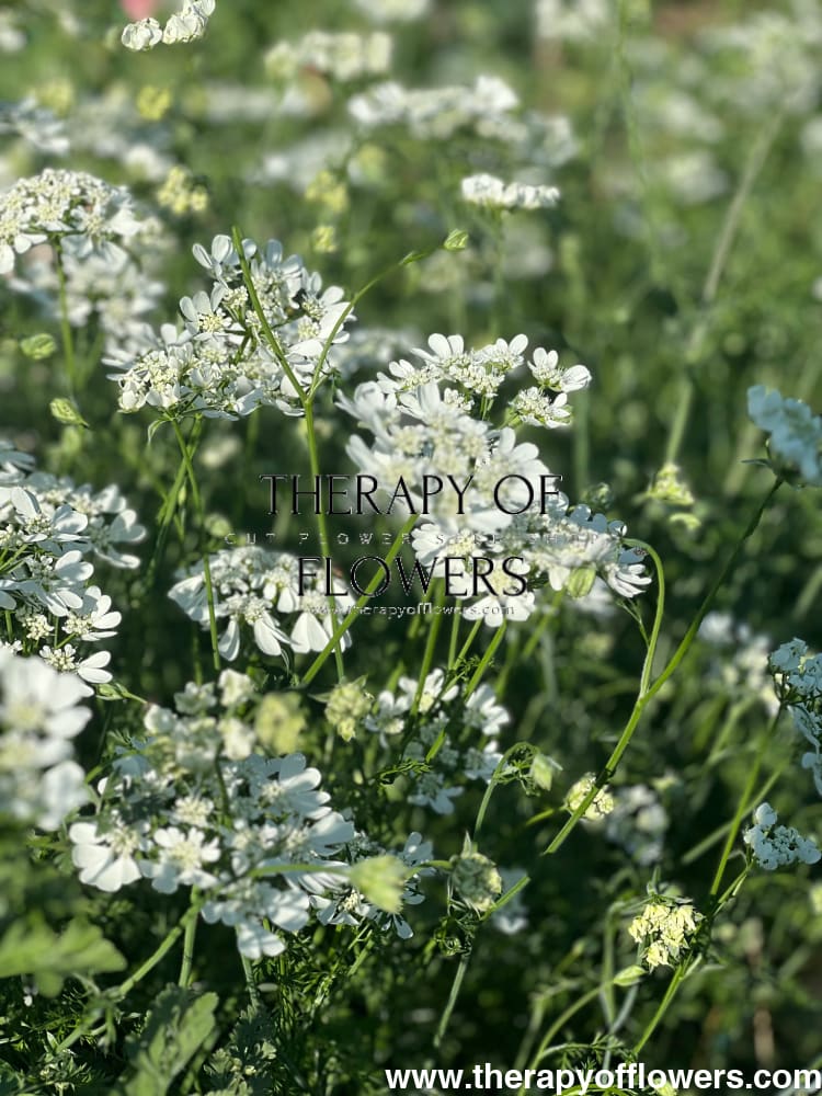 Orlaya grandiflora White Lace | Elegant Filler flower therapyofflowers.com