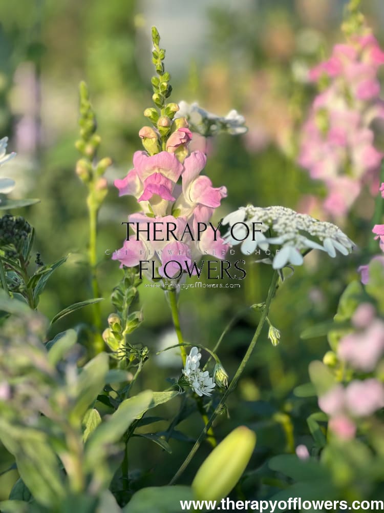 Orlaya grandiflora White Lace | Elegant Filler flower therapyofflowers.com