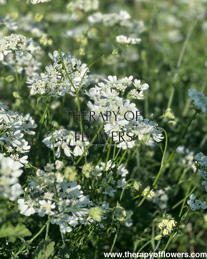 Tähtikesäputki 'White Lace'