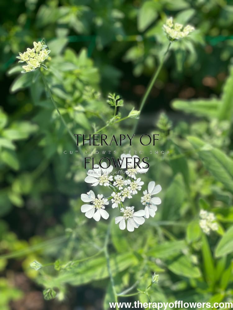 Orlaya grandiflora White Lace | Elegant Filler flower therapyofflowers.com