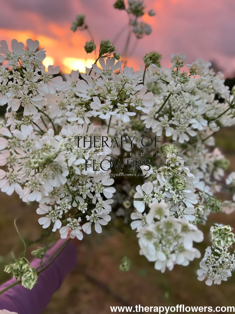 Orlaya grandiflora White Lace | Elegant Filler flower therapyofflowers.com