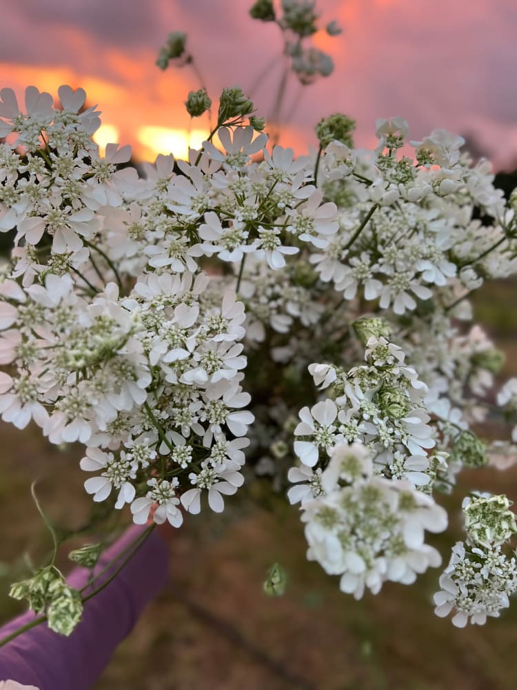Orlaya grandiflora White Lace | Elegant Filler flower therapyofflowers.com