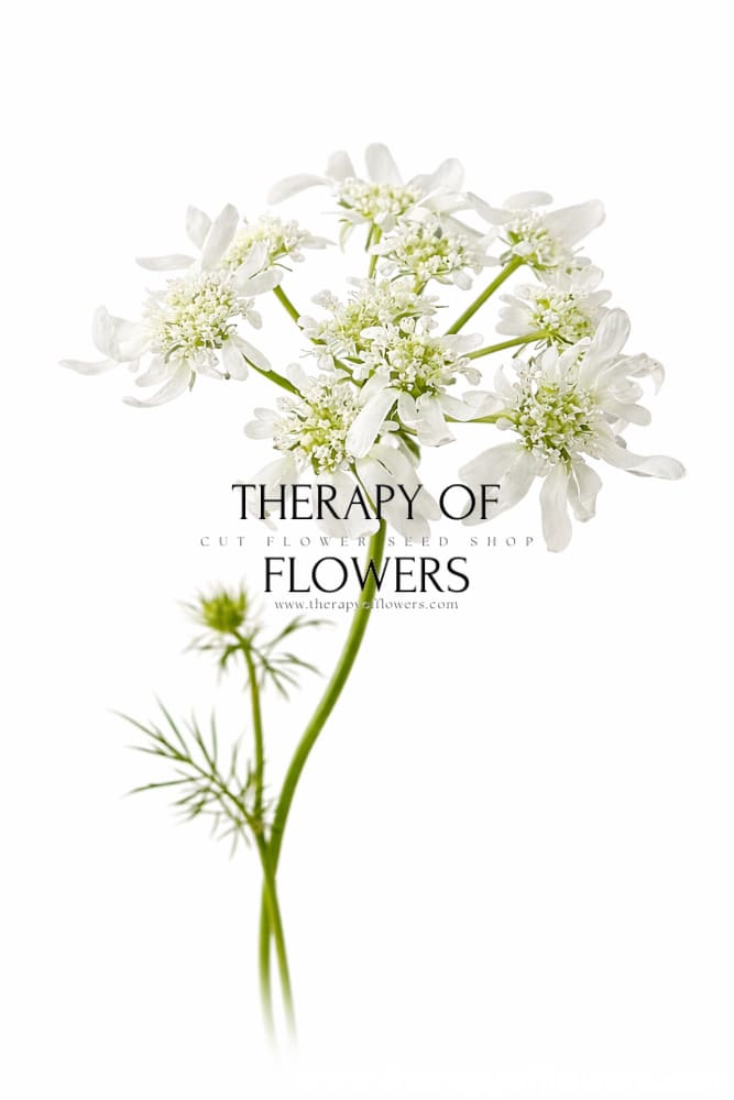 Orlaya grandiflora ‘White Lace’ | White Lace Flower | Elegant Filler Flower therapyofflowers.com