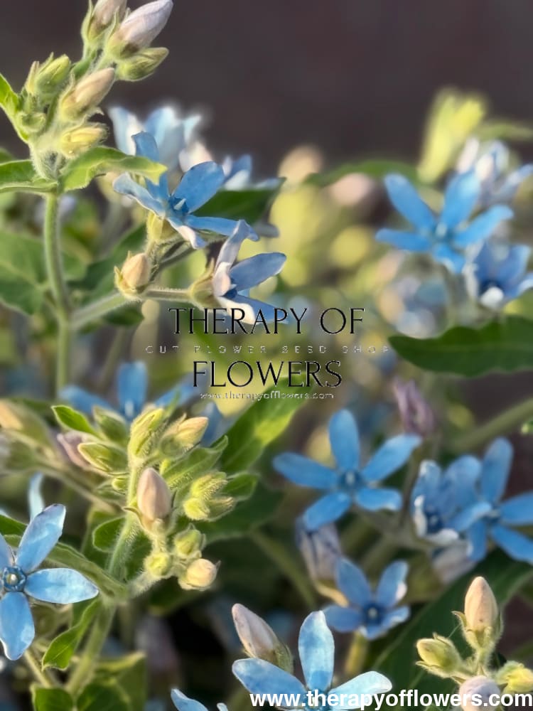 blue flower seeds suikoden Tweedia caerulea Sky Blue seeds – Sky-Blue Cut Flower for Bouquets – therapyofflowers.com