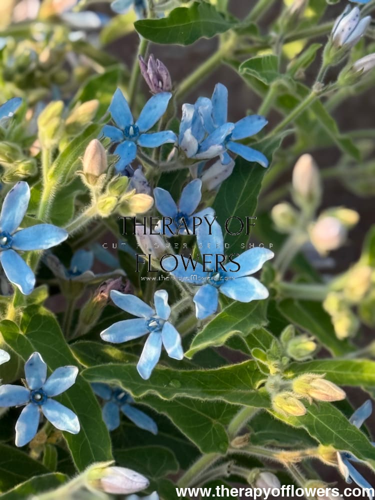 Tweedia coerulea Heavenly Blue therapyofflowers.com