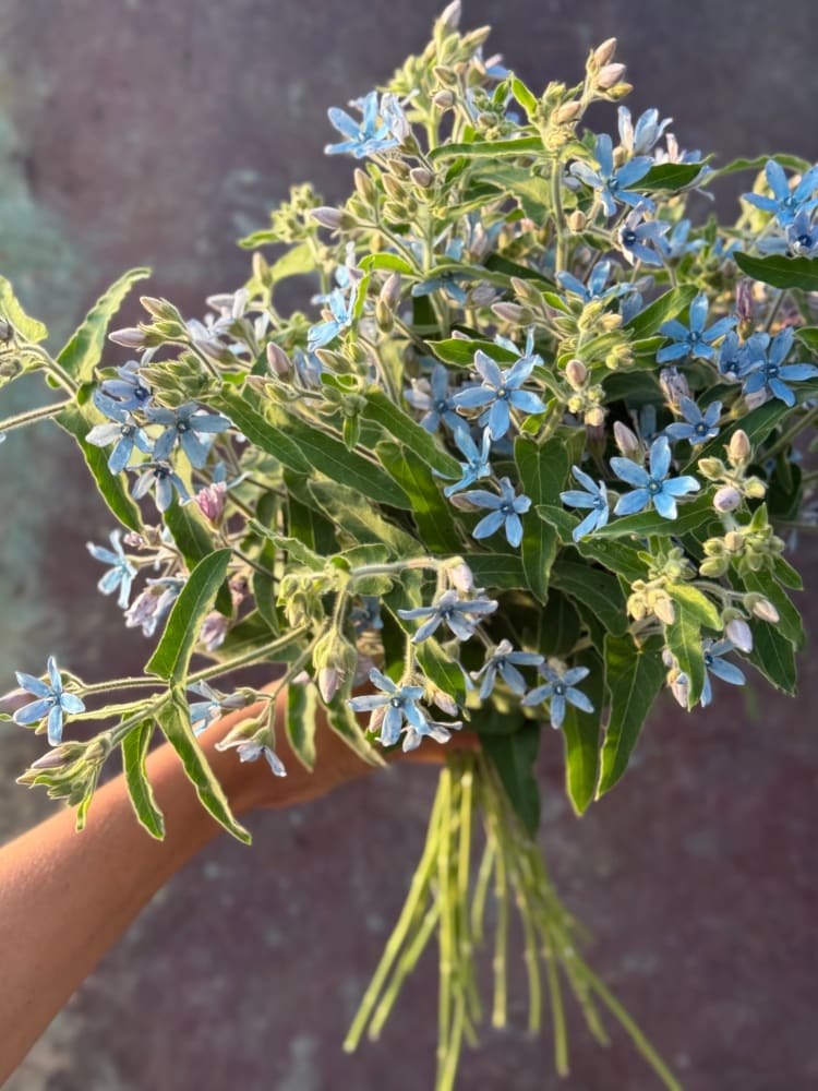 Tweedia coerulea Heavenly Blue therapyofflowers.com