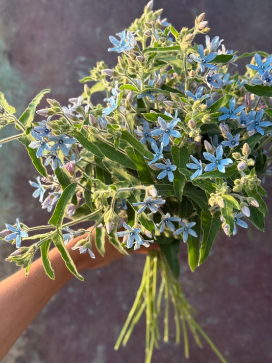 Tweedia coerulea Heavenly Blue therapyofflowers.com