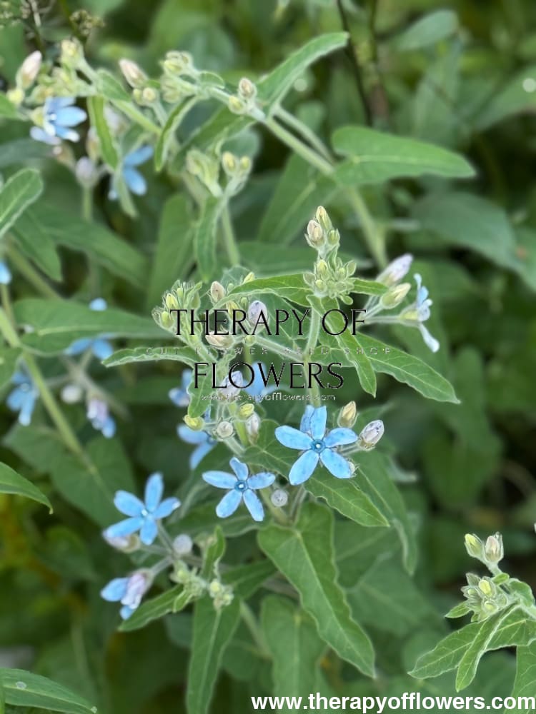 Tweedia coerulea Heavenly Blue therapyofflowers.com