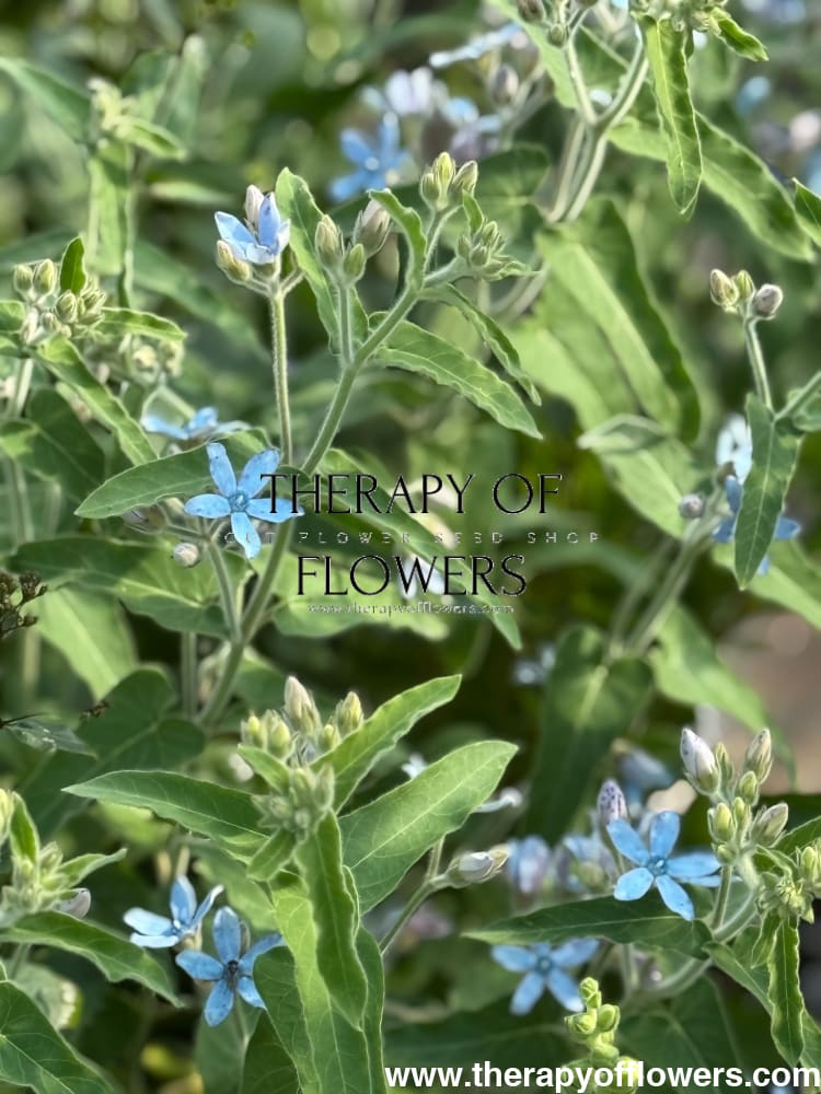 Tweedia coerulea Heavenly Blue therapyofflowers.com