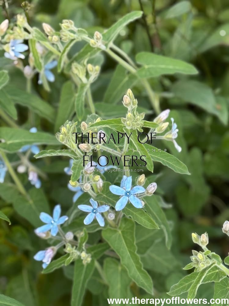Tweedia coerulea Heavenly Blue therapyofflowers.com