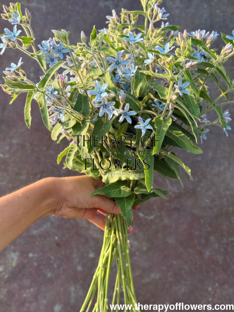 Tweedia coerulea Heavenly Blue therapyofflowers.com