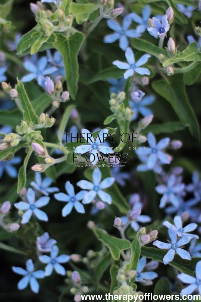 Tweedia coerulea Heavenly Blue