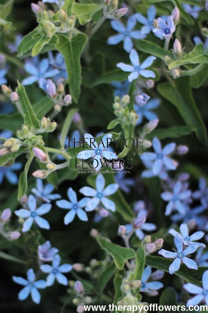 Tweedia coerulea Heavenly Blue
