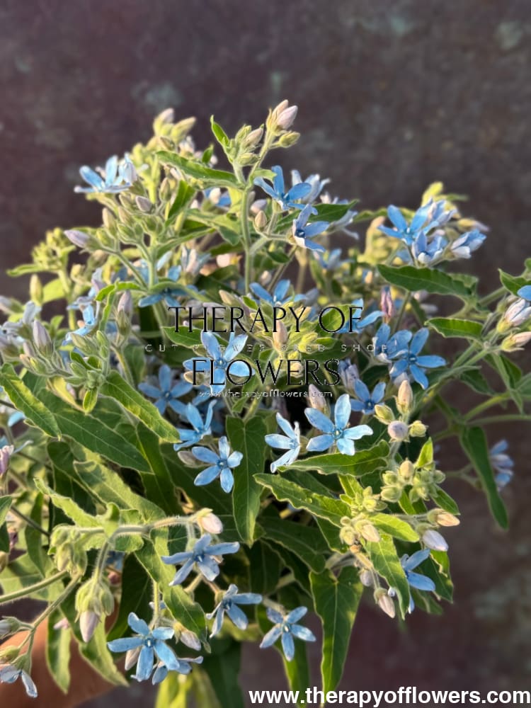 Tweedia coerulea Heavenly Blue therapyofflowers.com