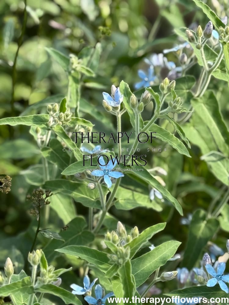 Tweedia coerulea Heavenly Blue therapyofflowers.com