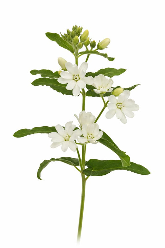 Oxypetalum coeruleum White | Tweedia | Blue Milkweed - 20 seeds / 70 cm - seeds
