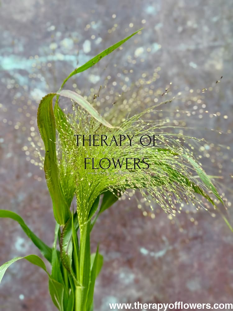 Panicum elegans QIS® Sprinkles | Fiber Optic Grass | Switchgrass therapyofflowers.com