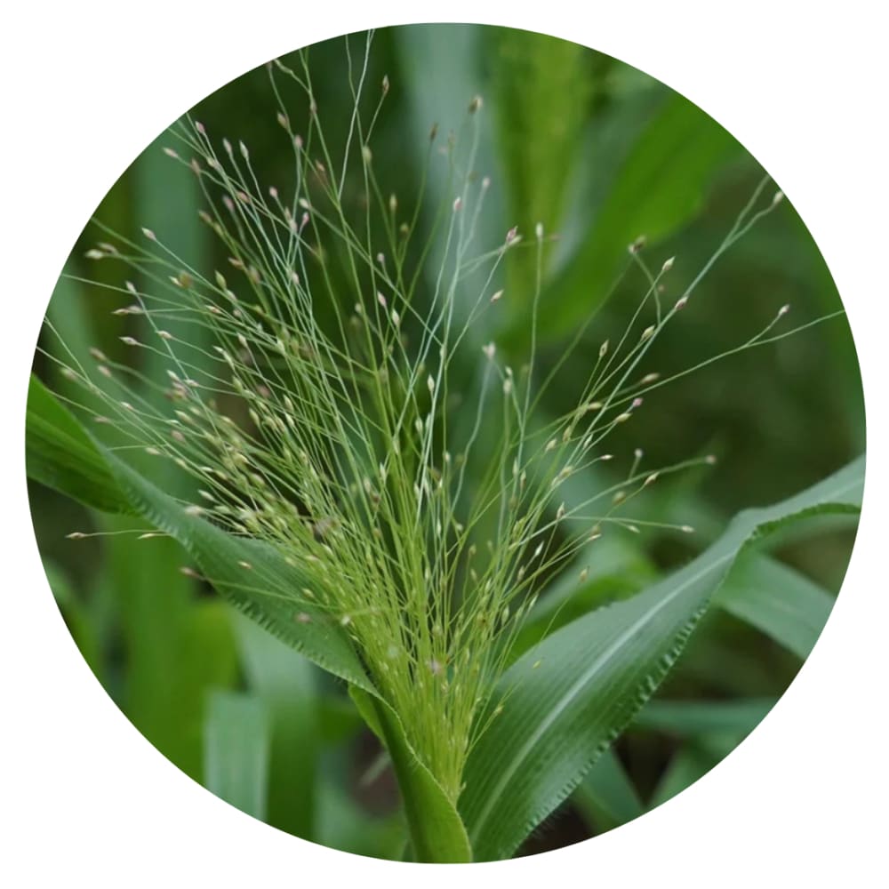 Panicum elegans QIS® Sprinkles | Fiber Optic Grass | Switchgrass therapyofflowers.com