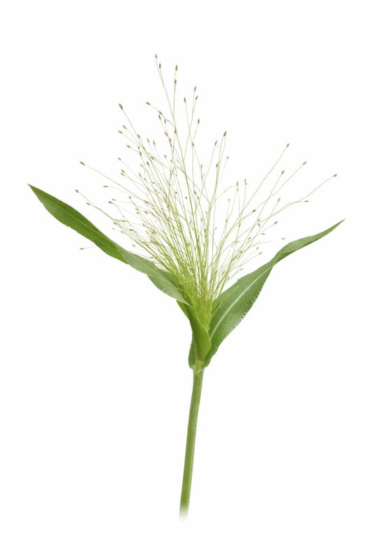 Panicum elegans QIS® Sprinkles | Fiber Optic Grass | Switchgrass - 0.05 gram / Grown as an annual / 70 cm - seeds