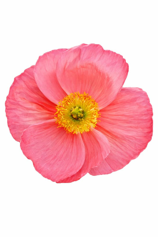Papaver nudicaule Champagne Bubbles Pink - 20 seeds - seeds