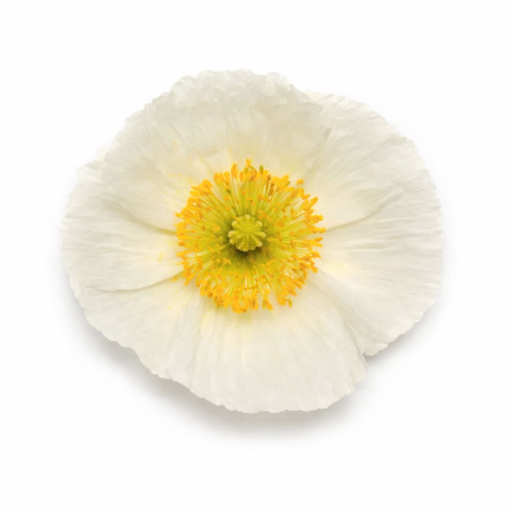 Papaver nudicaule Champagne Bubbles White | Iceland Poppy - 20 seeds - seeds