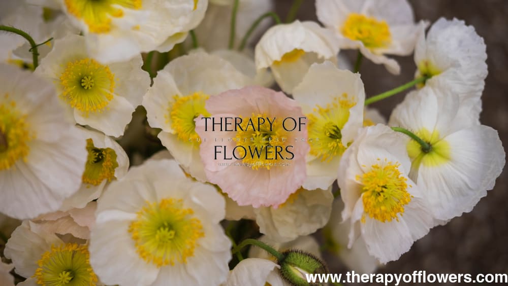 Papaver nudicaule Champagne Bubbles White therapyofflowers.com