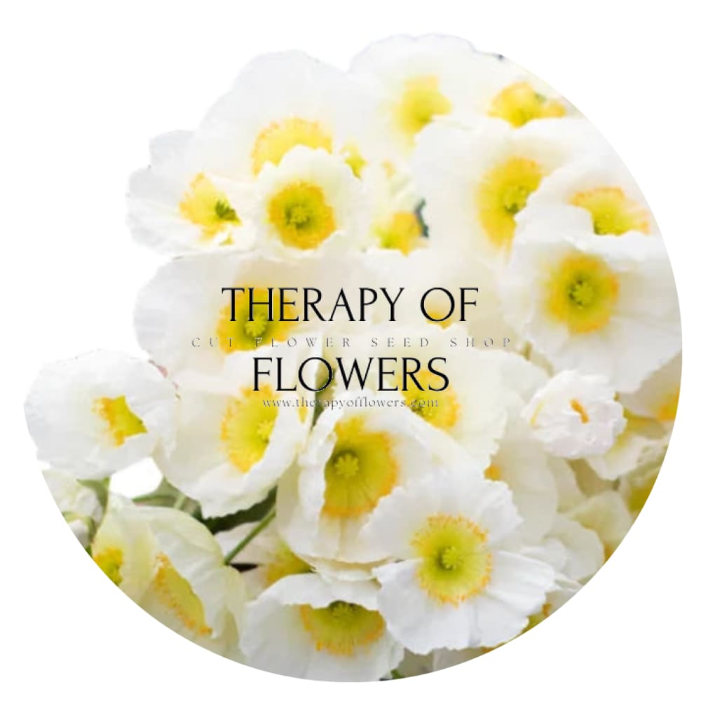 Papaver nudicaule Champagne Bubbles White therapyofflowers.com