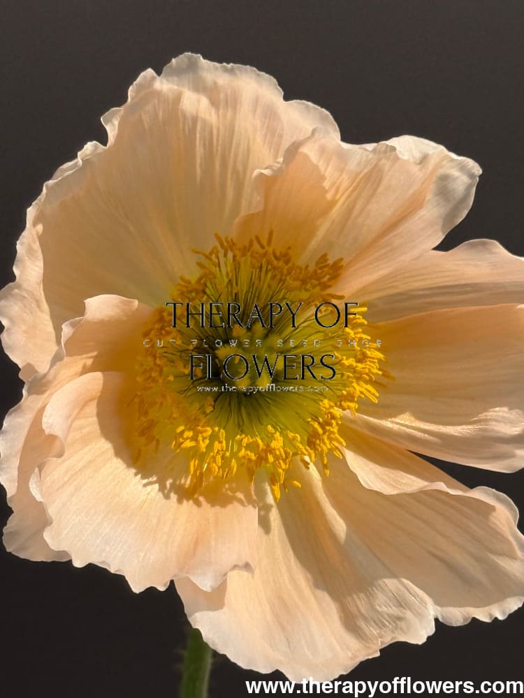 Papaver nudicaule Colibrì® CHIARO PASTELLO | Iceland Poppy therapyofflowers.com