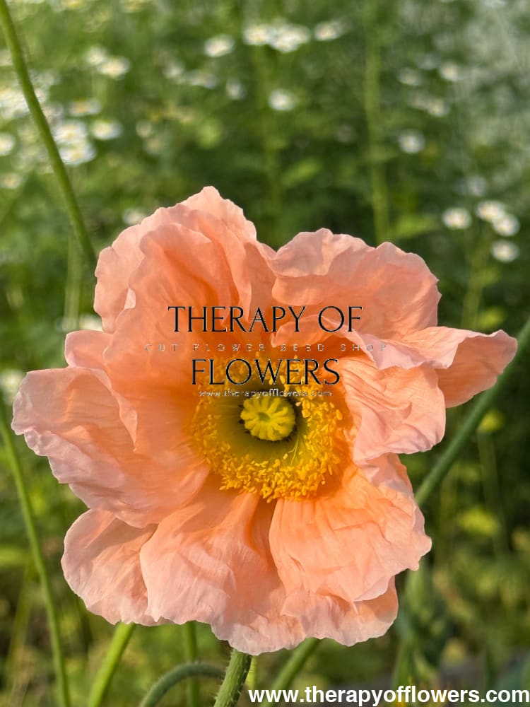 Papaver nudicaule Colibrì® CHIARO PASTELLO | Iceland Poppy therapyofflowers.com