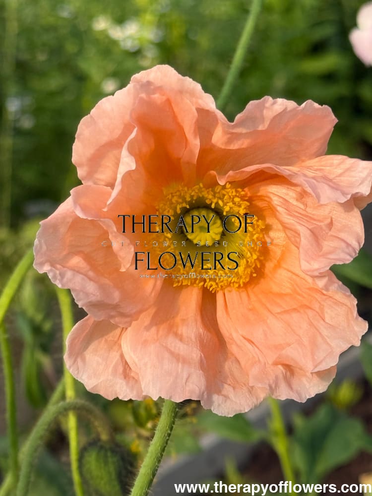 Papaver nudicaule Colibrì® CHIARO PASTELLO | Iceland Poppy therapyofflowers.com