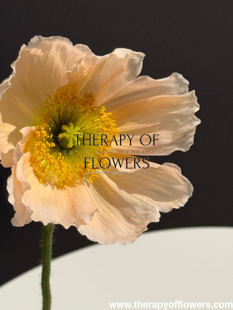 Papaver nudicaule Colibrì® CHIARO PASTELLO | Iceland Poppy therapyofflowers.com