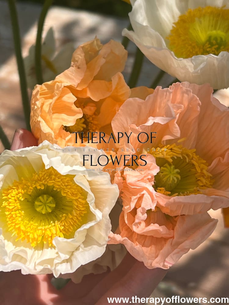 Papaver nudicaule Colibrì® CHIARO PASTELLO therapyofflowers.com