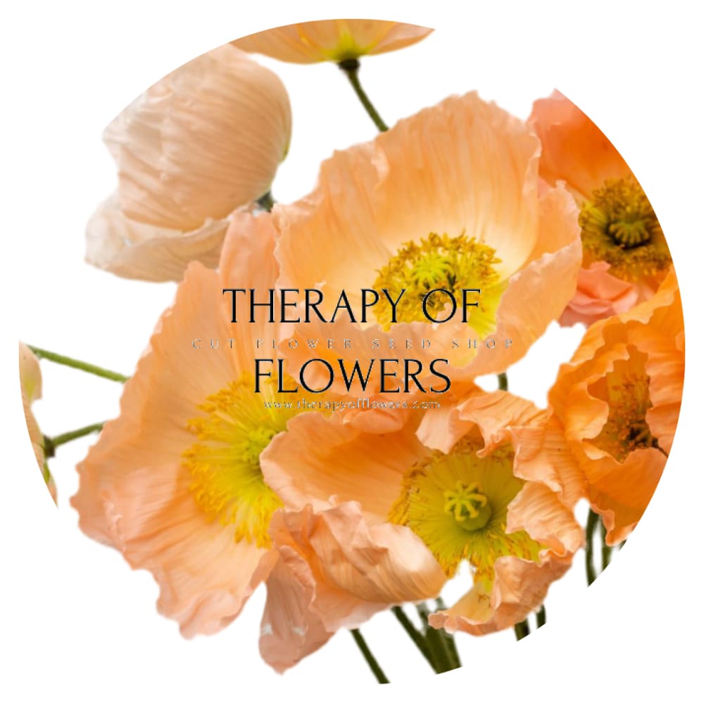 Papaver nudicaule Colibrì® CHIARO PASTELLO therapyofflowers.com