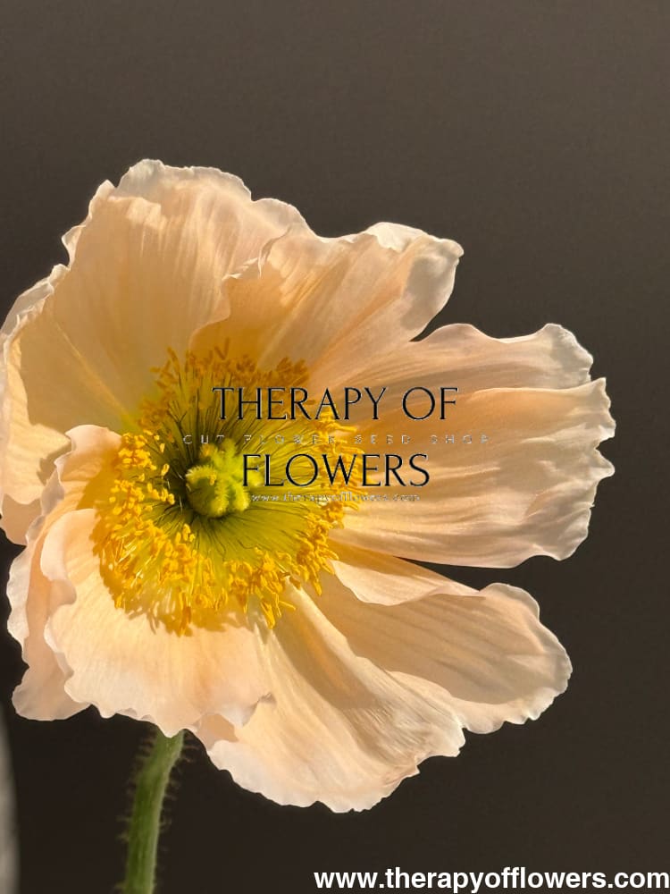 Papaver nudicaule Colibrì® CHIARO PASTELLO | Iceland Poppy therapyofflowers.com