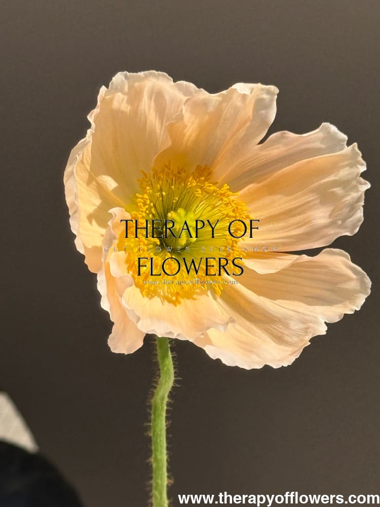 Papaver nudicaule Colibrì® CHIARO PASTELLO | Iceland Poppy therapyofflowers.com