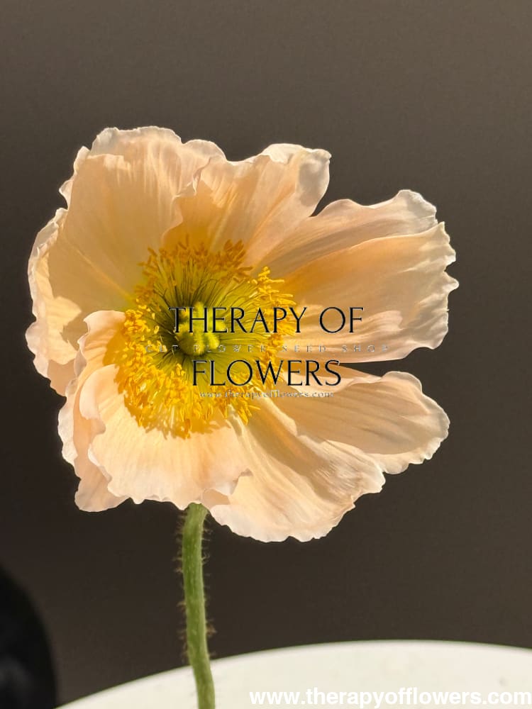 Papaver nudicaule Colibrì® CHIARO PASTELLO | Iceland Poppy therapyofflowers.com