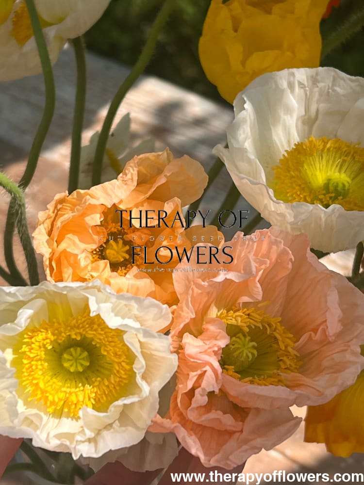 Papaver nudicaule Colibrì® CHIARO PASTELLO therapyofflowers.com